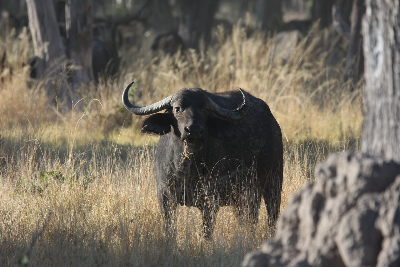 [20620] 2016_06_29_02_16_20_Africa_Canon_EOS_40D_IMG__03600.jpg