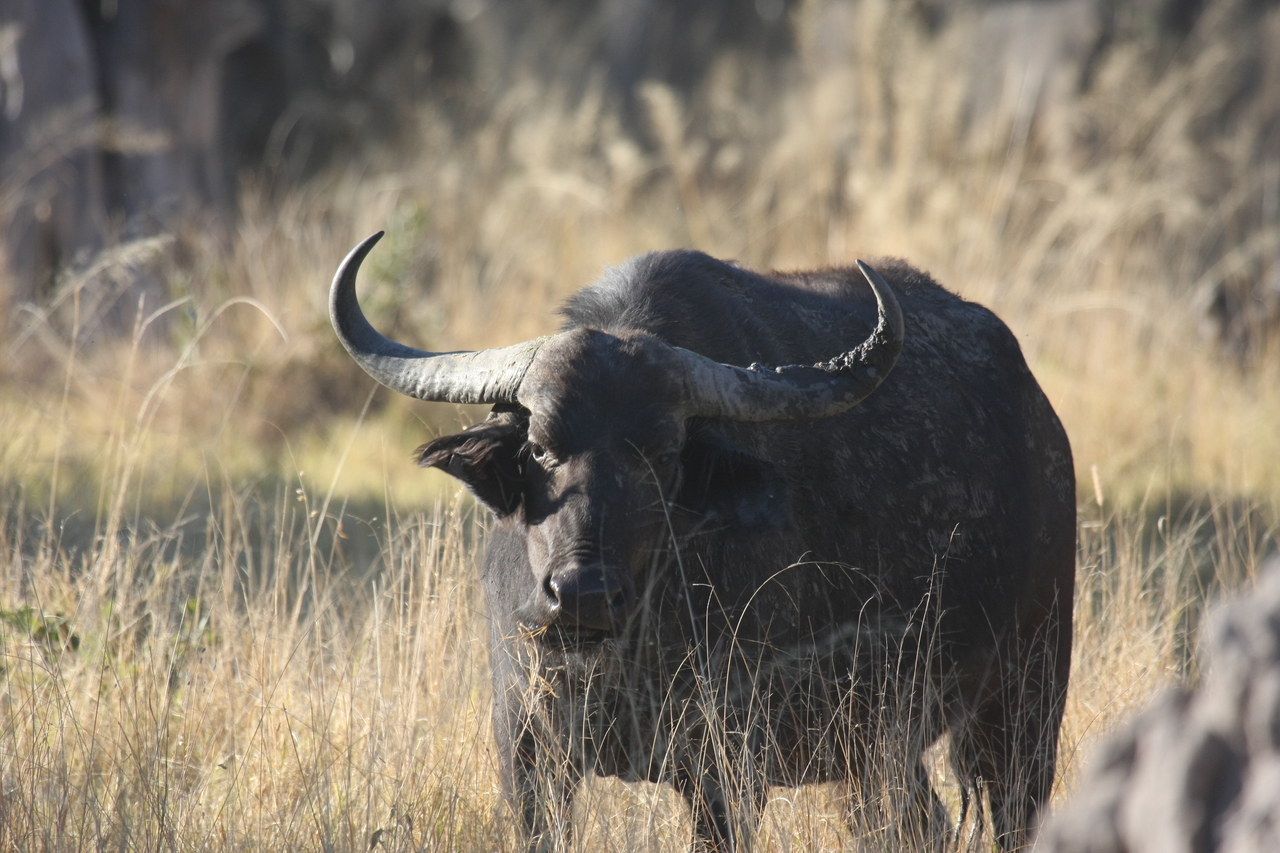 [20626] 2016_06_29_02_16_26_Africa_Canon_EOS_40D_IMG__11058.jpg