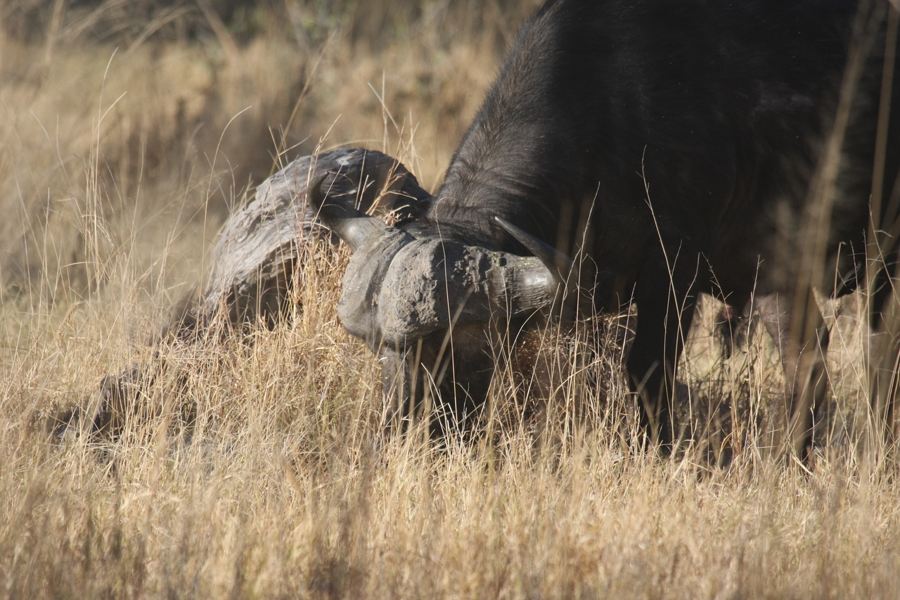 [20628] 2016_06_29_02_16_46_Africa_Canon_EOS_40D_IMG__00391.jpg