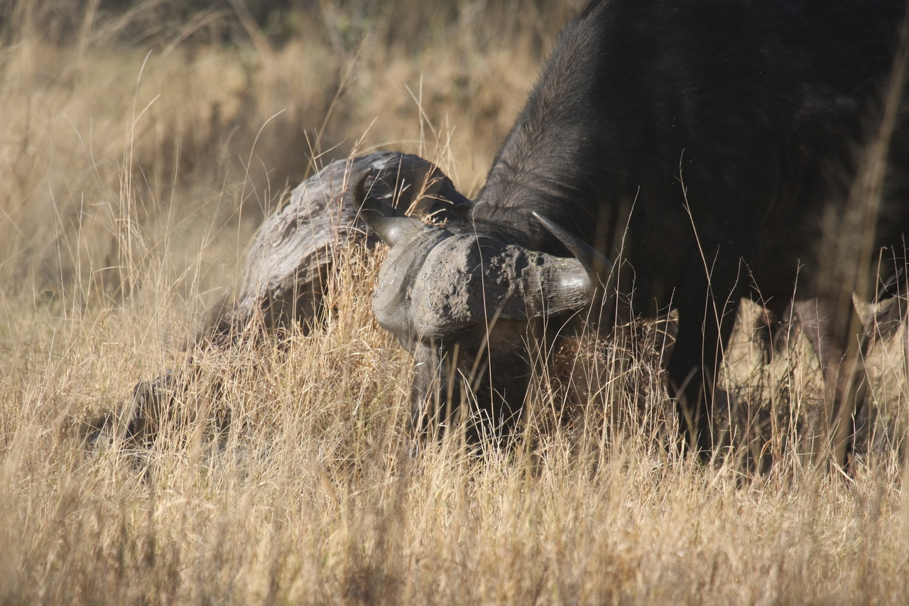 [20631] 2016_06_29_02_16_46_Africa_Canon_EOS_40D_IMG__11069.jpg