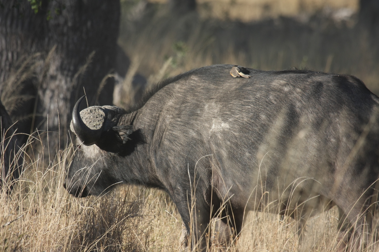 [20647] 2016_06_29_02_17_01_Africa_Canon_EOS_40D_IMG__11120.jpg