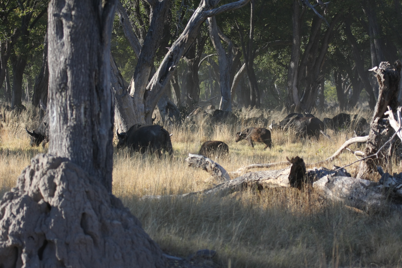 [20650] 2016_06_29_02_17_20_Africa_Canon_EOS_40D_IMG__11121.jpg