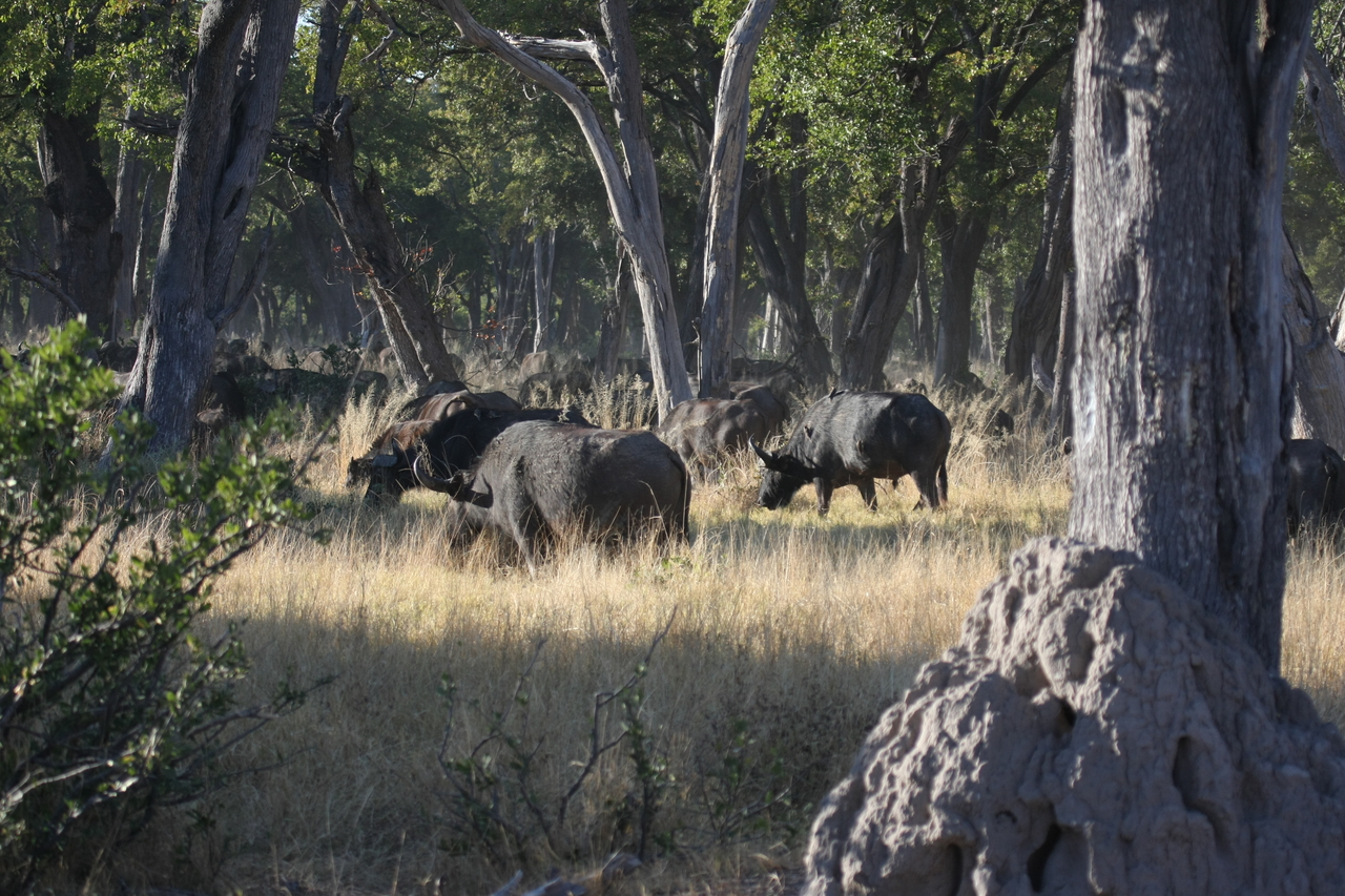 [20651] 2016_06_29_02_17_24_Africa_Canon_EOS_40D_IMG__00433.jpg