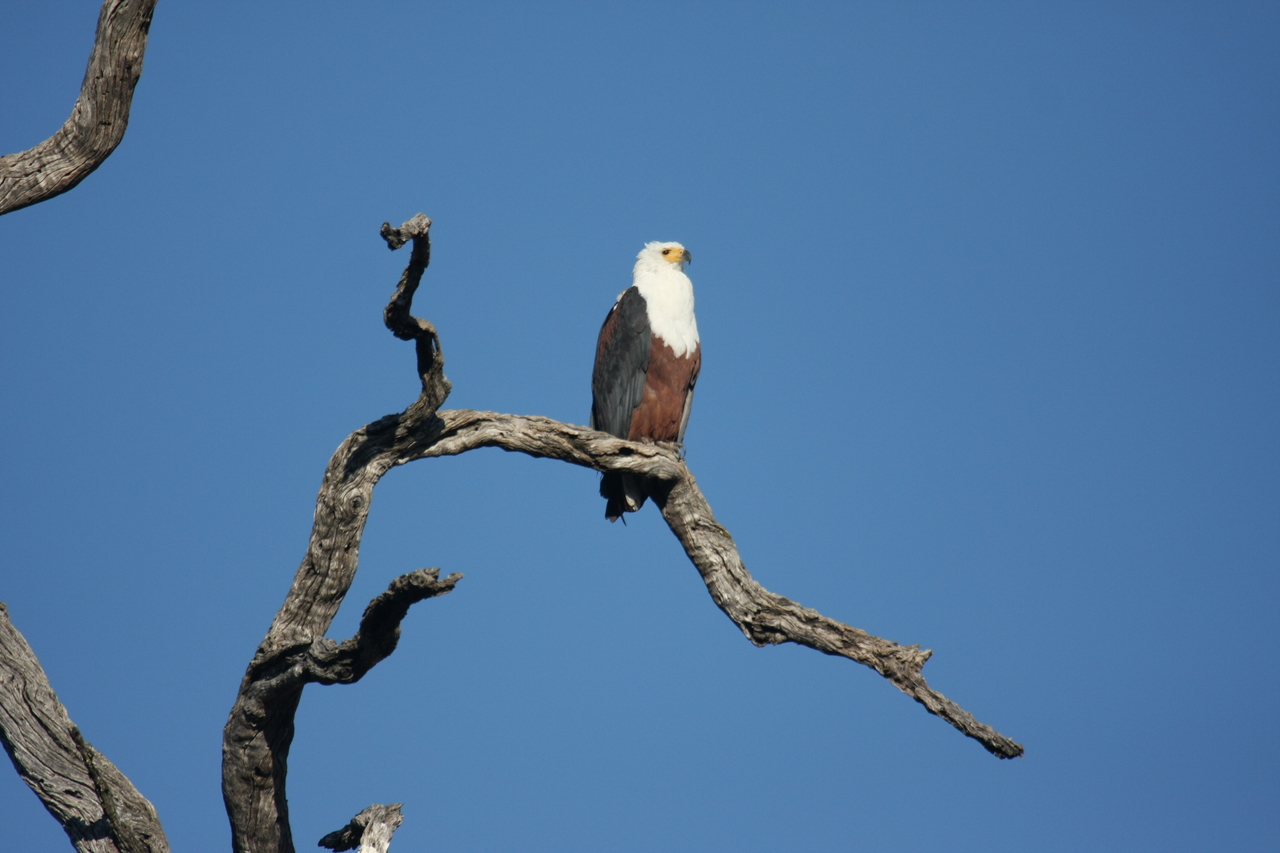 [20657] 2016_06_29_02_19_57_Africa_Canon_EOS_40D_IMG__00435.jpg