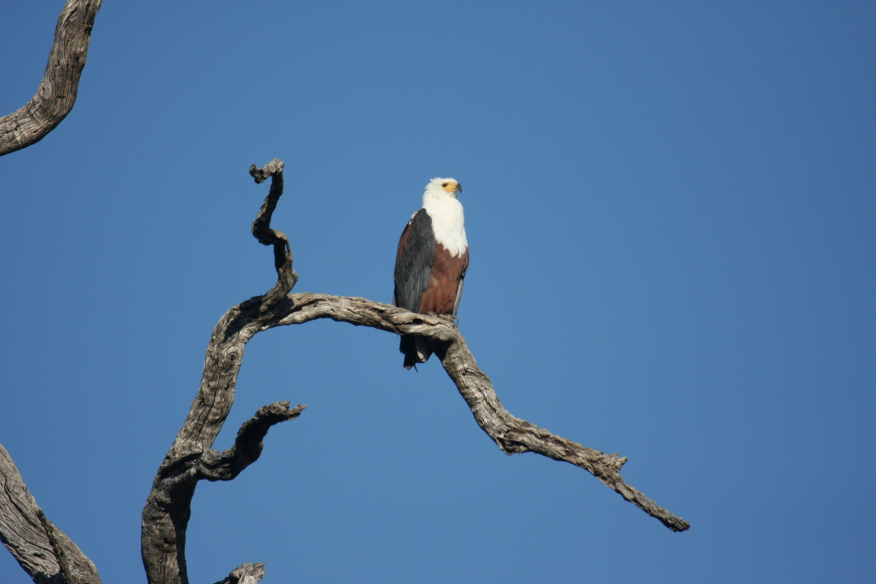 [20658] 2016_06_29_02_19_57_Africa_Canon_EOS_40D_IMG__00436.jpg