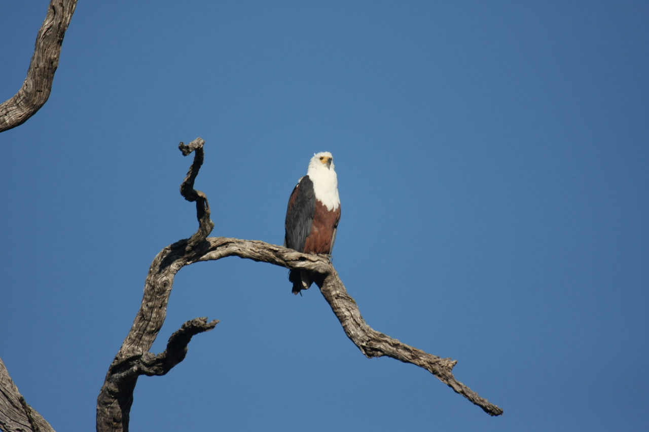 [20668] 2016_06_29_02_19_59_Africa_Canon_EOS_40D_IMG__11127.jpg