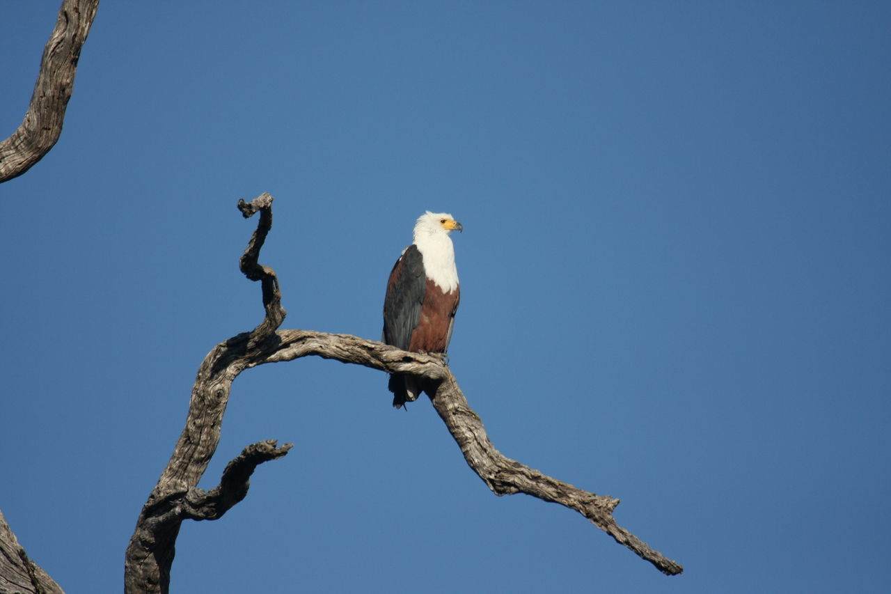 [20672] 2016_06_29_02_20_00_Africa_Canon_EOS_40D_IMG__03681.jpg