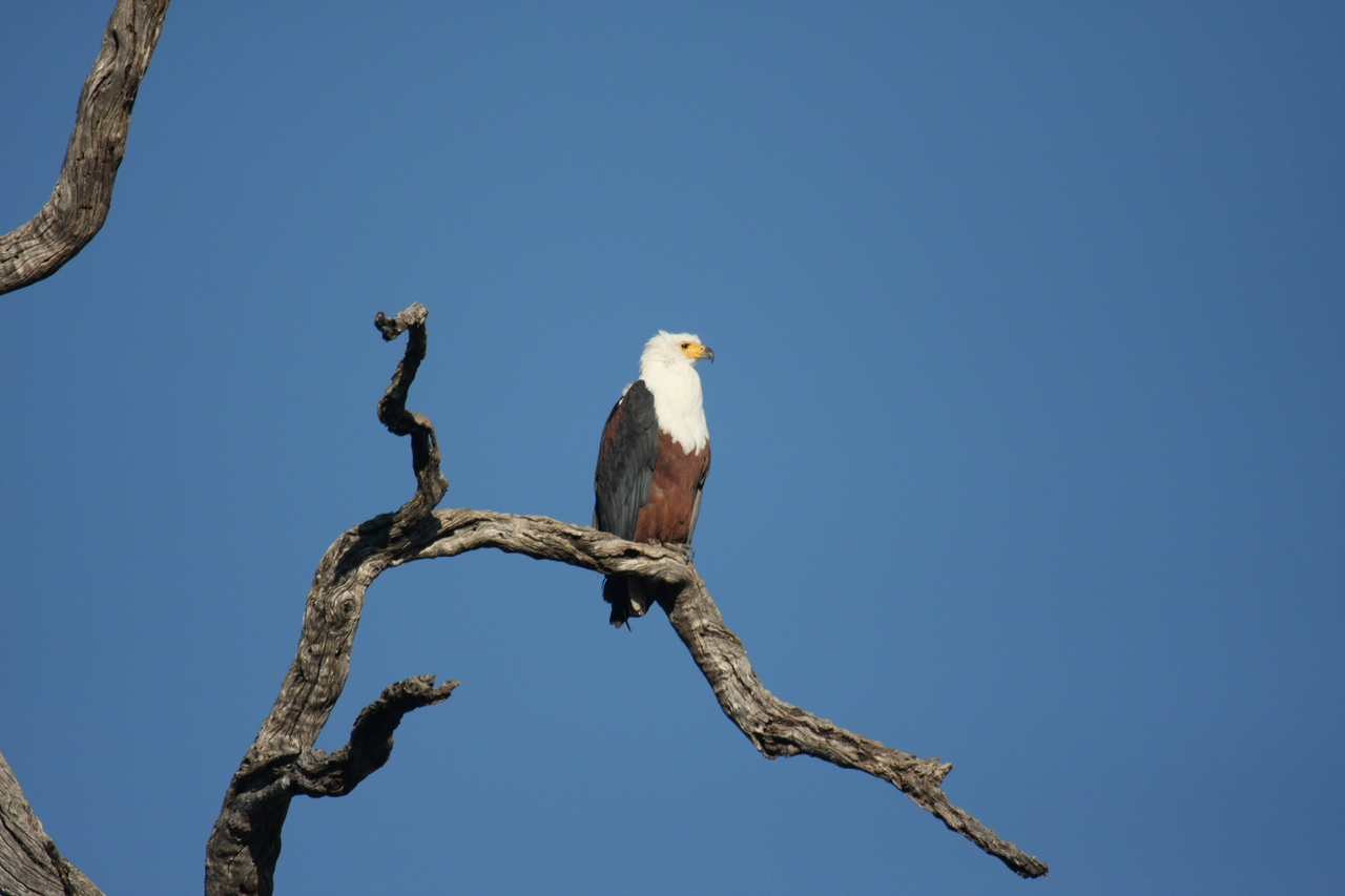 [20676] 2016_06_29_02_20_00_Africa_Canon_EOS_40D_IMG__11129.jpg