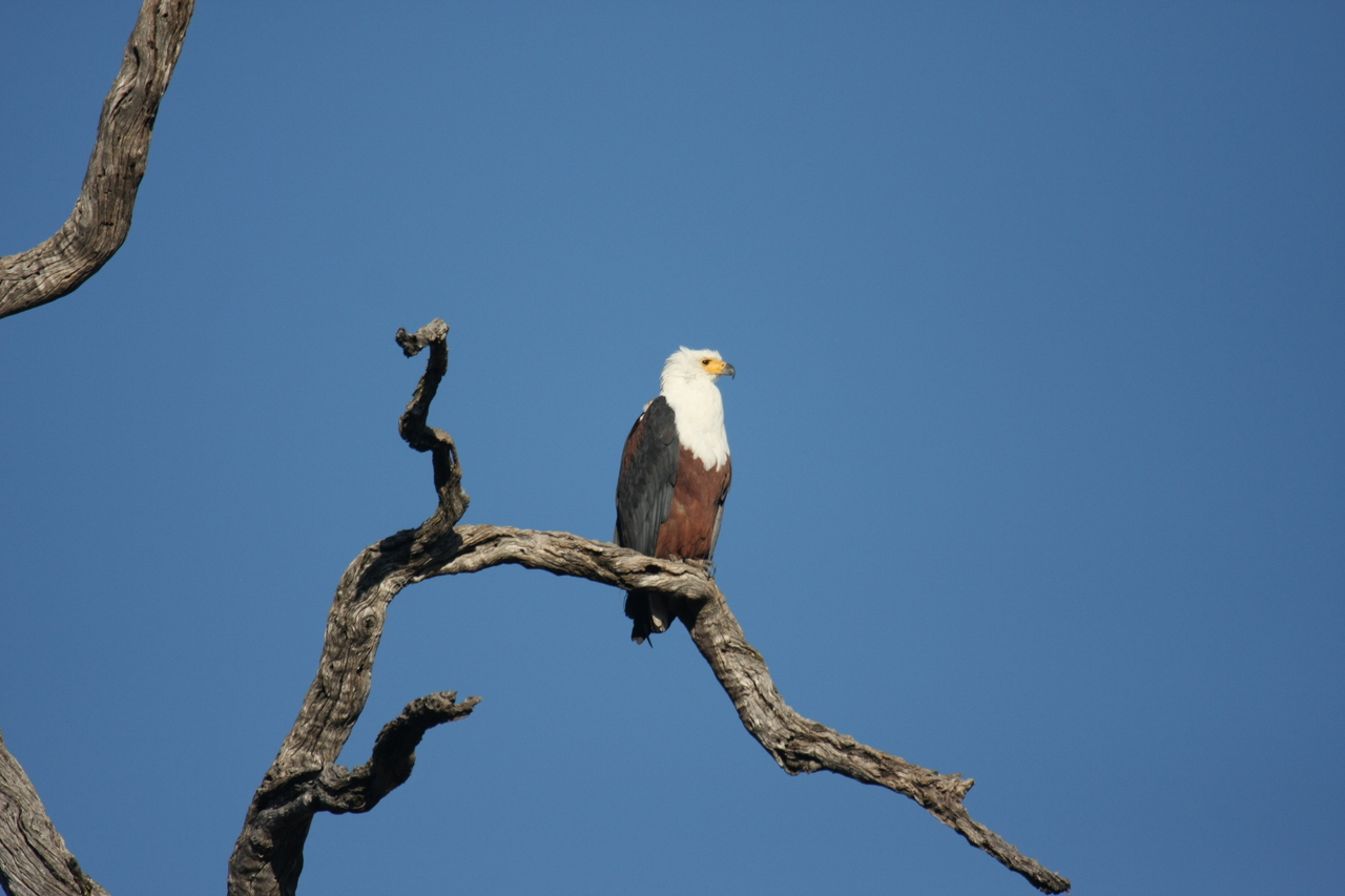 [20677] 2016_06_29_02_20_00_Africa_Canon_EOS_40D_IMG__11131.jpg