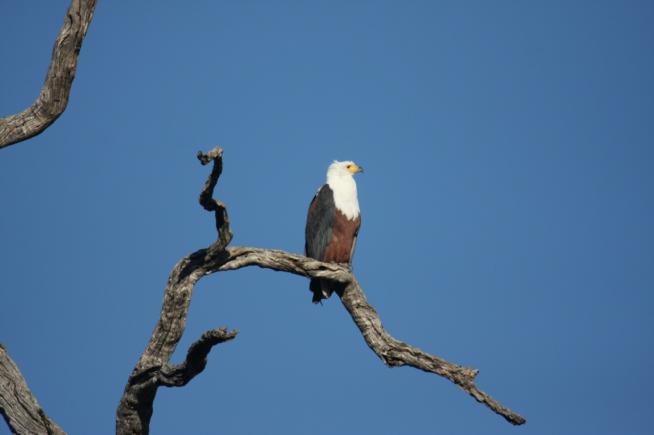 [20680] 2016_06_29_02_20_02_Africa_Canon_EOS_40D_IMG__11132.jpg