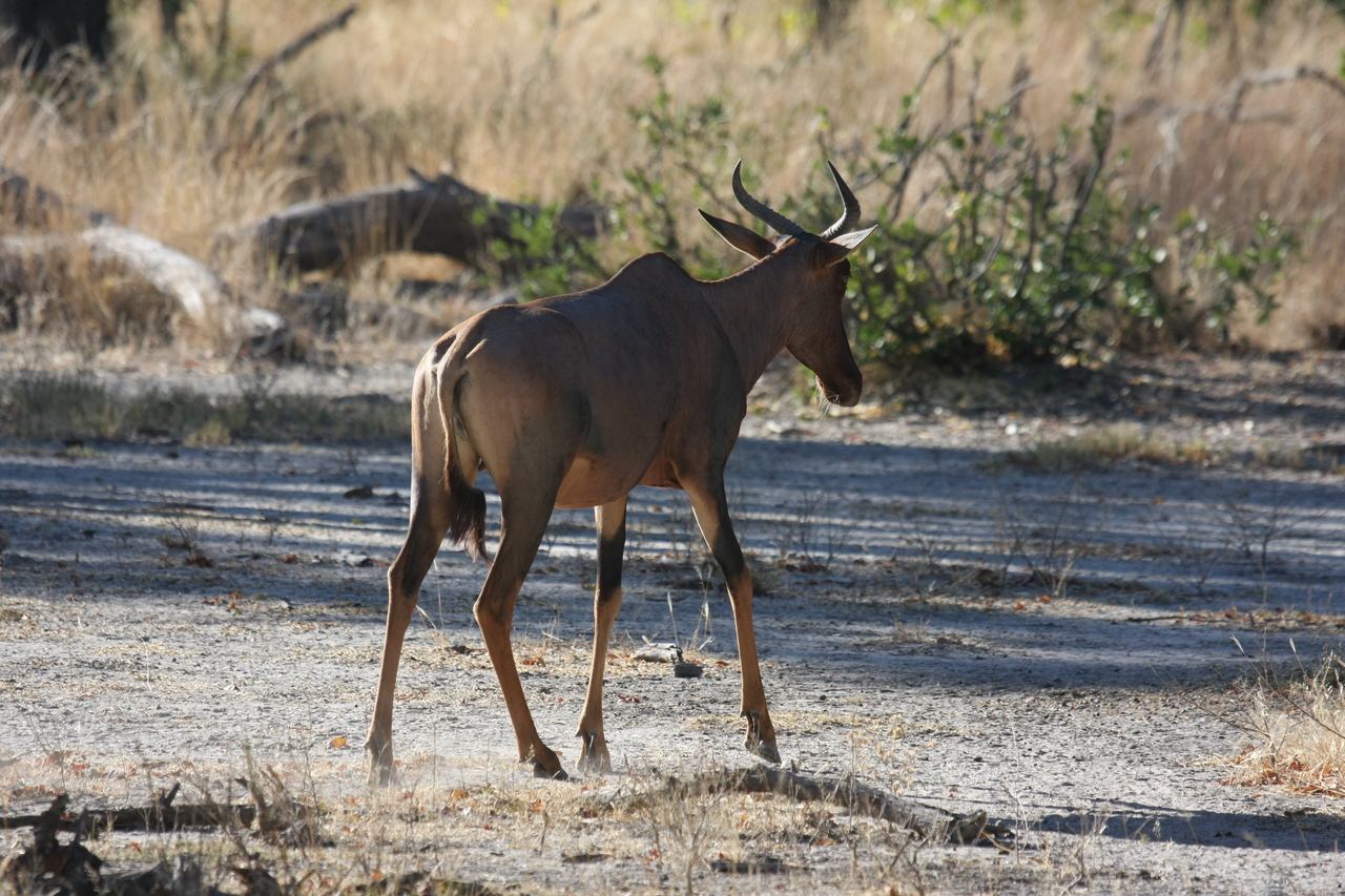 [20686] 2016_06_29_02_52_05_Africa_Canon_EOS_40D_IMG__11134.jpg