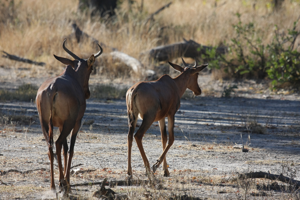 [20688] 2016_06_29_02_52_10_Africa_Canon_EOS_40D_IMG__03688.jpg
