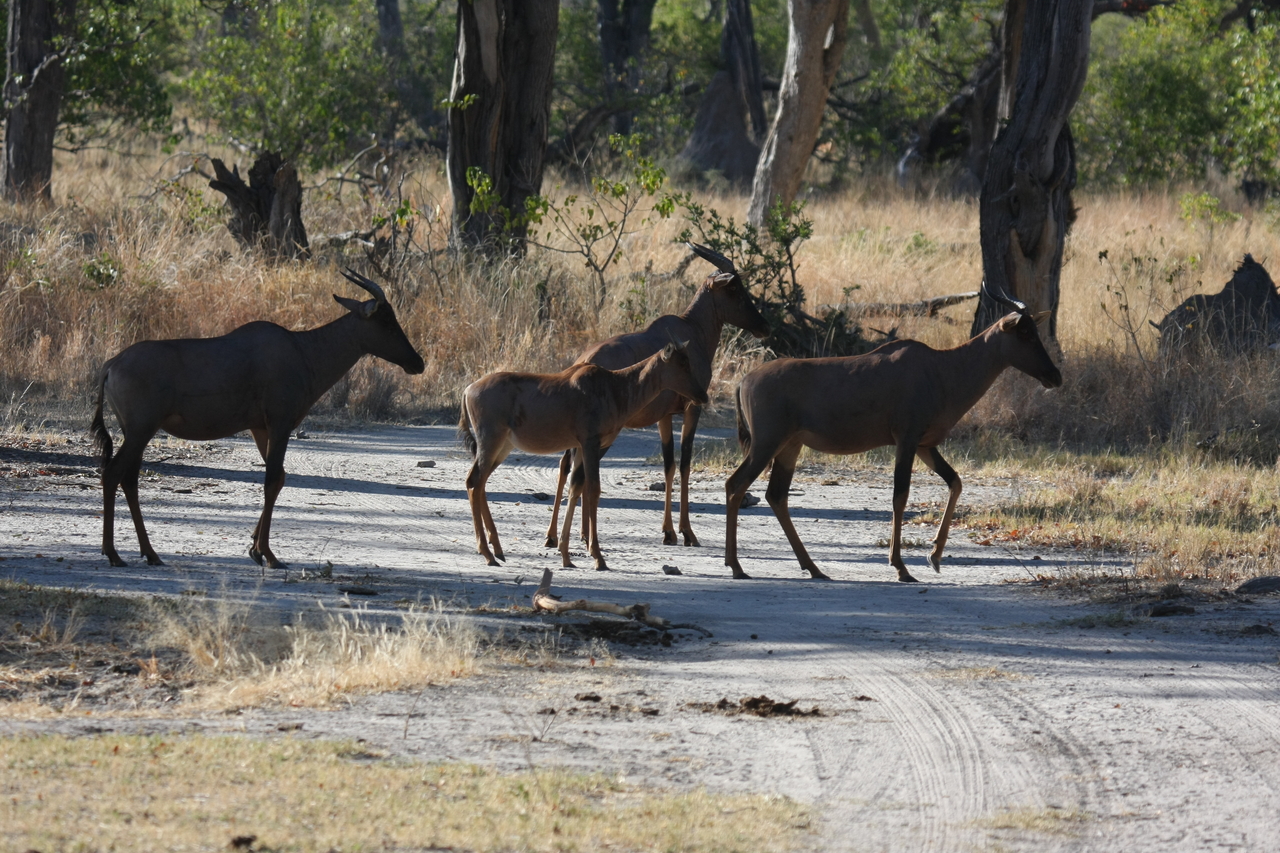 [20703] 2016_06_29_02_52_27_Africa_Canon_EOS_40D_IMG__11139.jpg