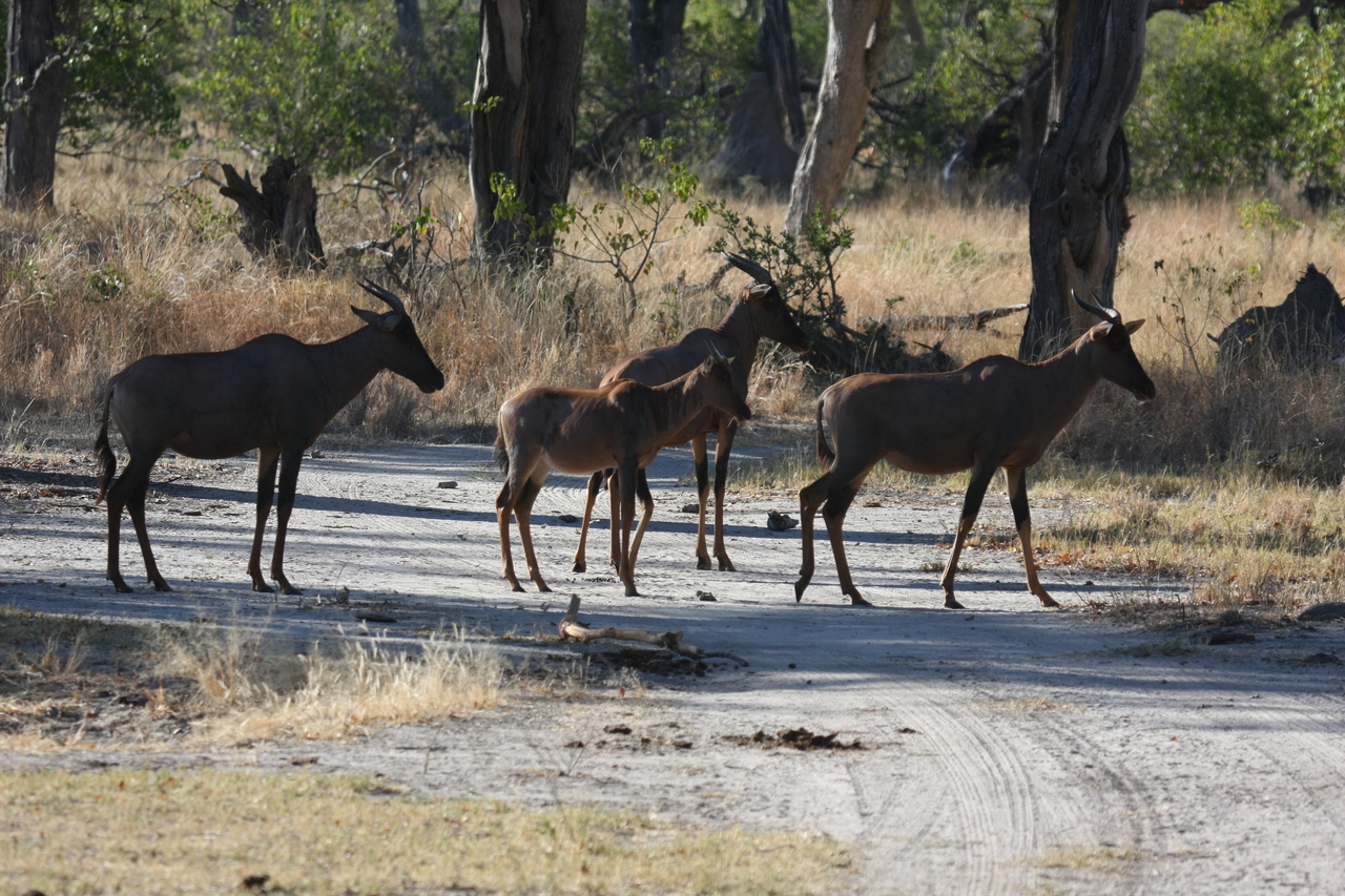 [20704] 2016_06_29_02_52_27_Africa_Canon_EOS_40D_IMG__11140.jpg