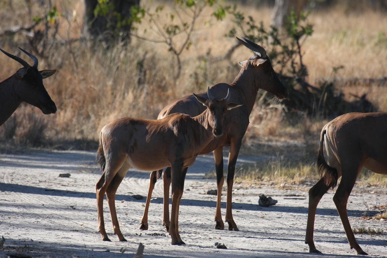 [20712] 2016_06_29_02_52_36_Africa_Canon_EOS_40D_IMG__00456.jpg