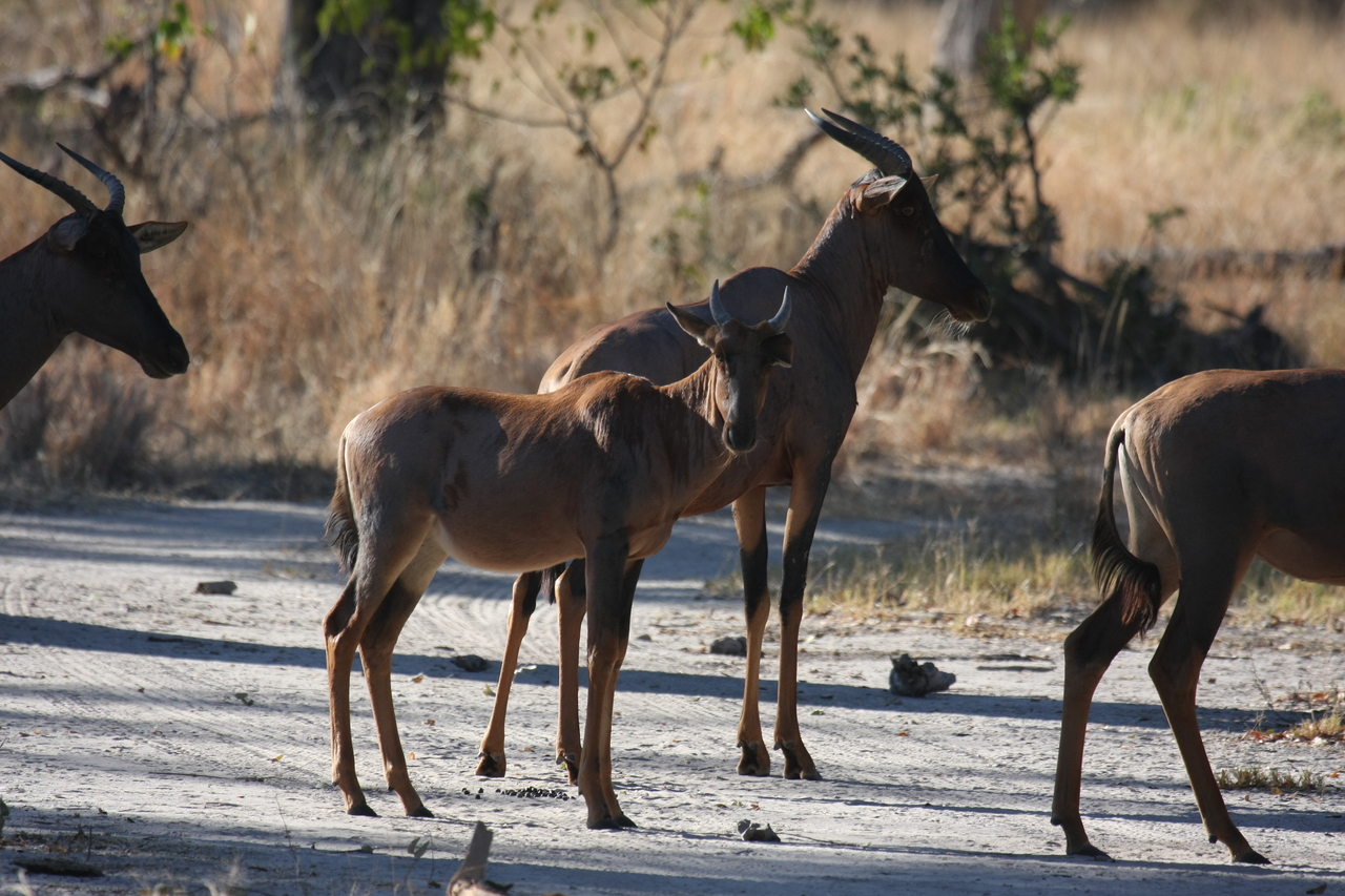 [20717] 2016_06_29_02_52_36_Africa_Canon_EOS_40D_IMG__11144.jpg