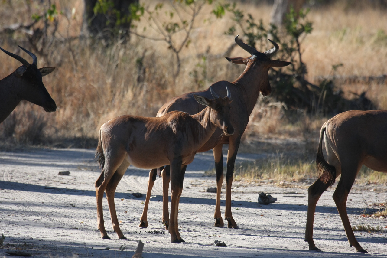 [20719] 2016_06_29_02_52_36_Africa_Canon_EOS_40D_IMG__11146.jpg