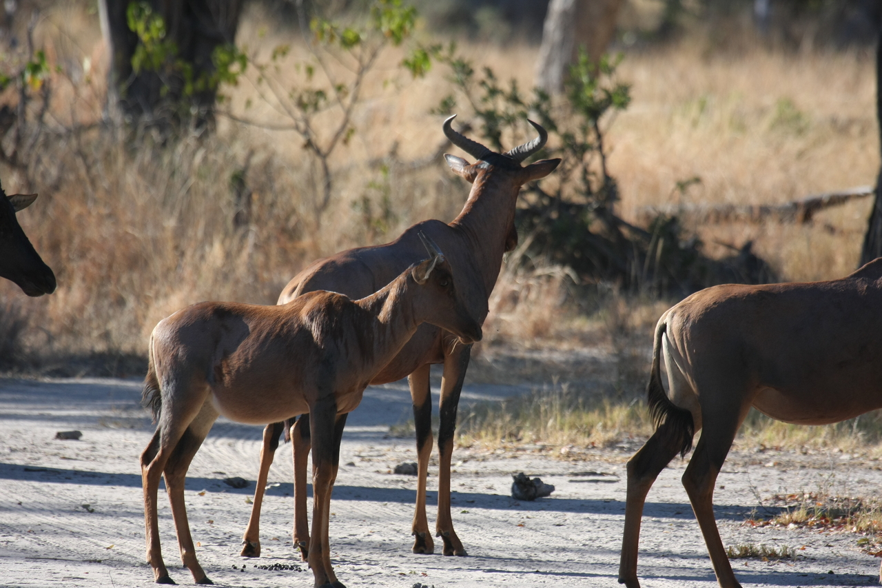 [20724] 2016_06_29_02_52_42_Africa_Canon_EOS_40D_IMG__11147.jpg
