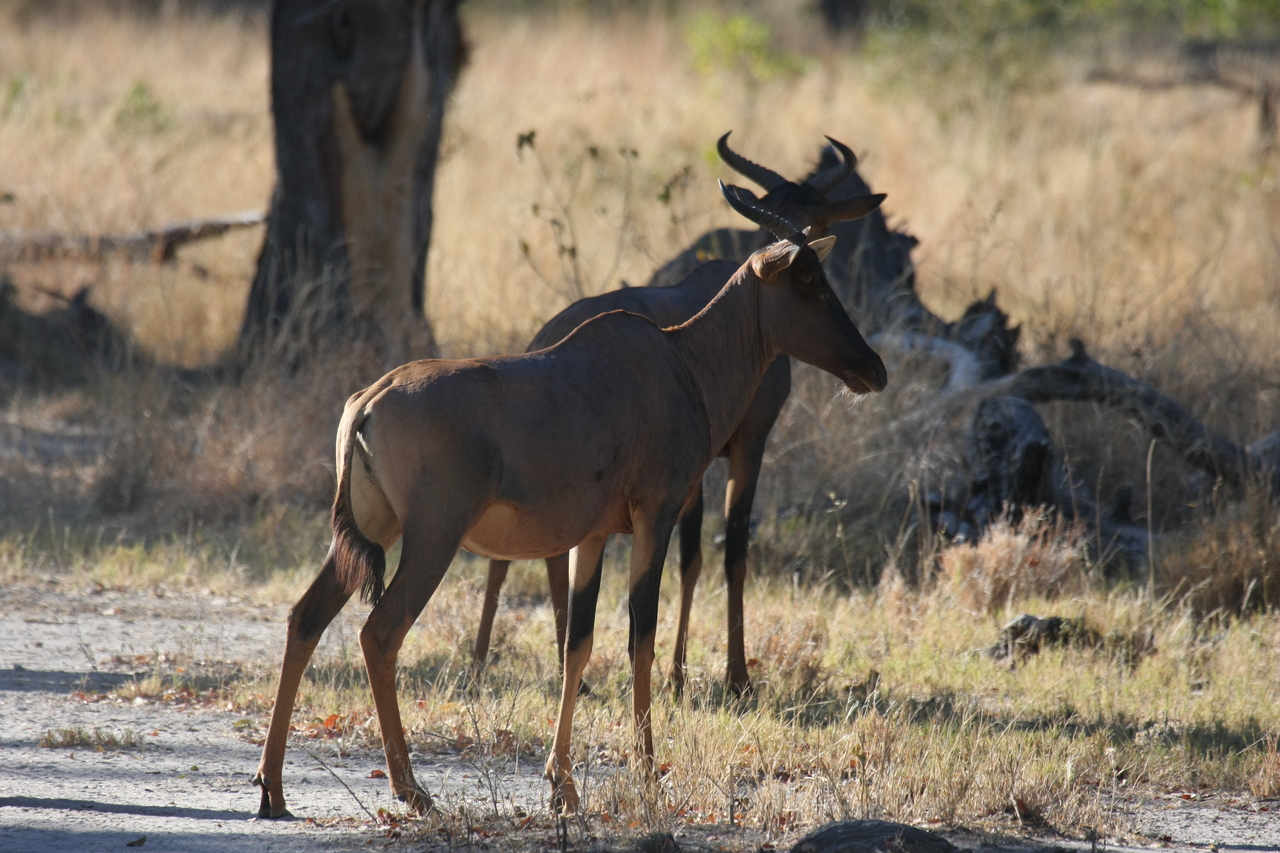 [20729] 2016_06_29_02_52_56_Africa_Canon_EOS_40D_IMG__03703.jpg