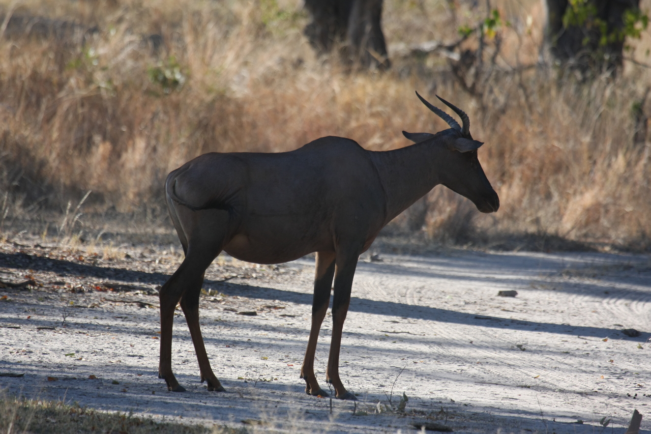 [20736] 2016_06_29_02_53_06_Africa_Canon_EOS_40D_IMG__11151.jpg