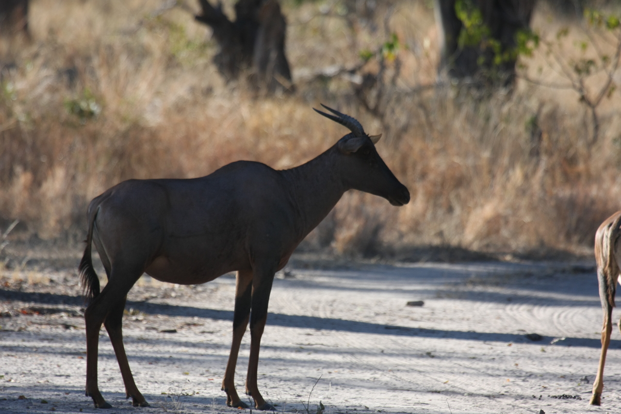 [20743] 2016_06_29_02_53_31_Africa_Canon_EOS_40D_IMG__03708.jpg