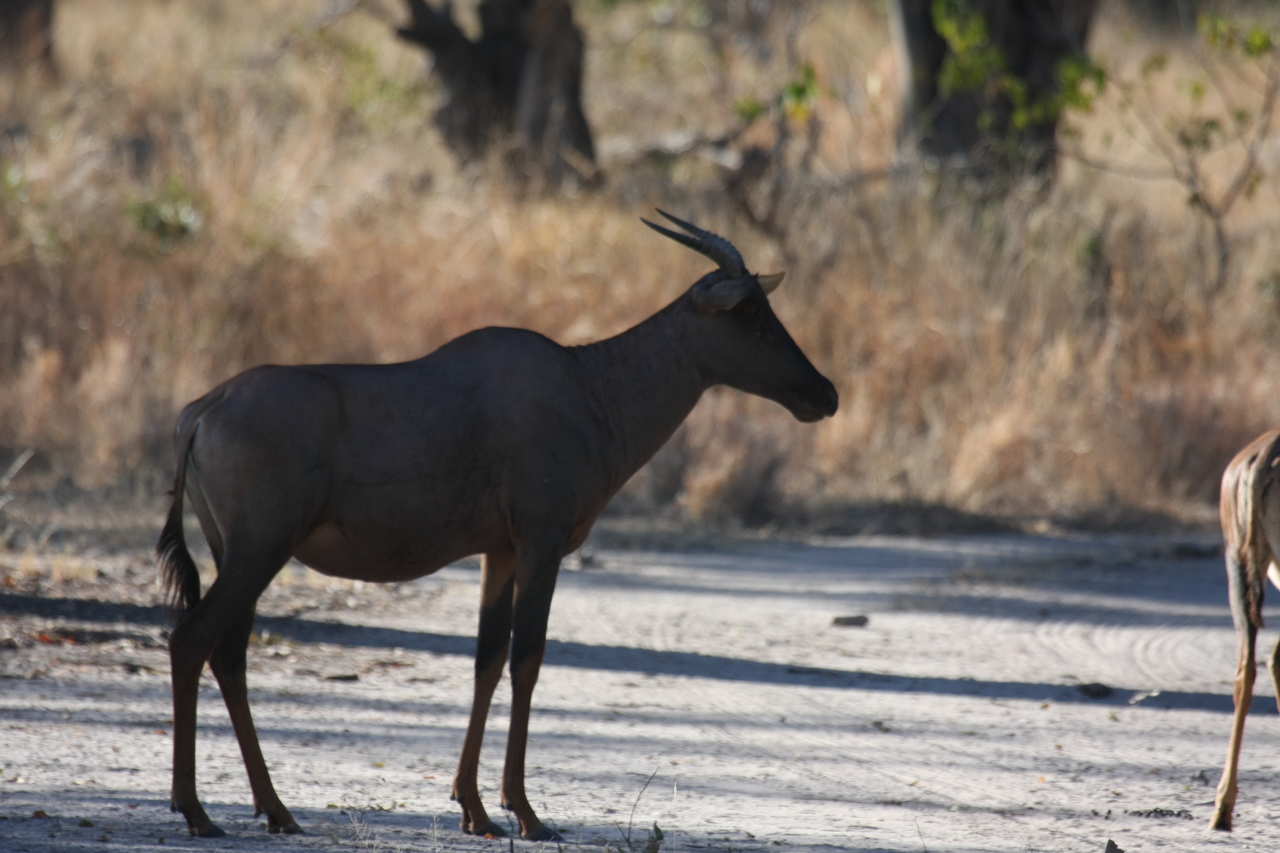 [20744] 2016_06_29_02_53_31_Africa_Canon_EOS_40D_IMG__03709.jpg