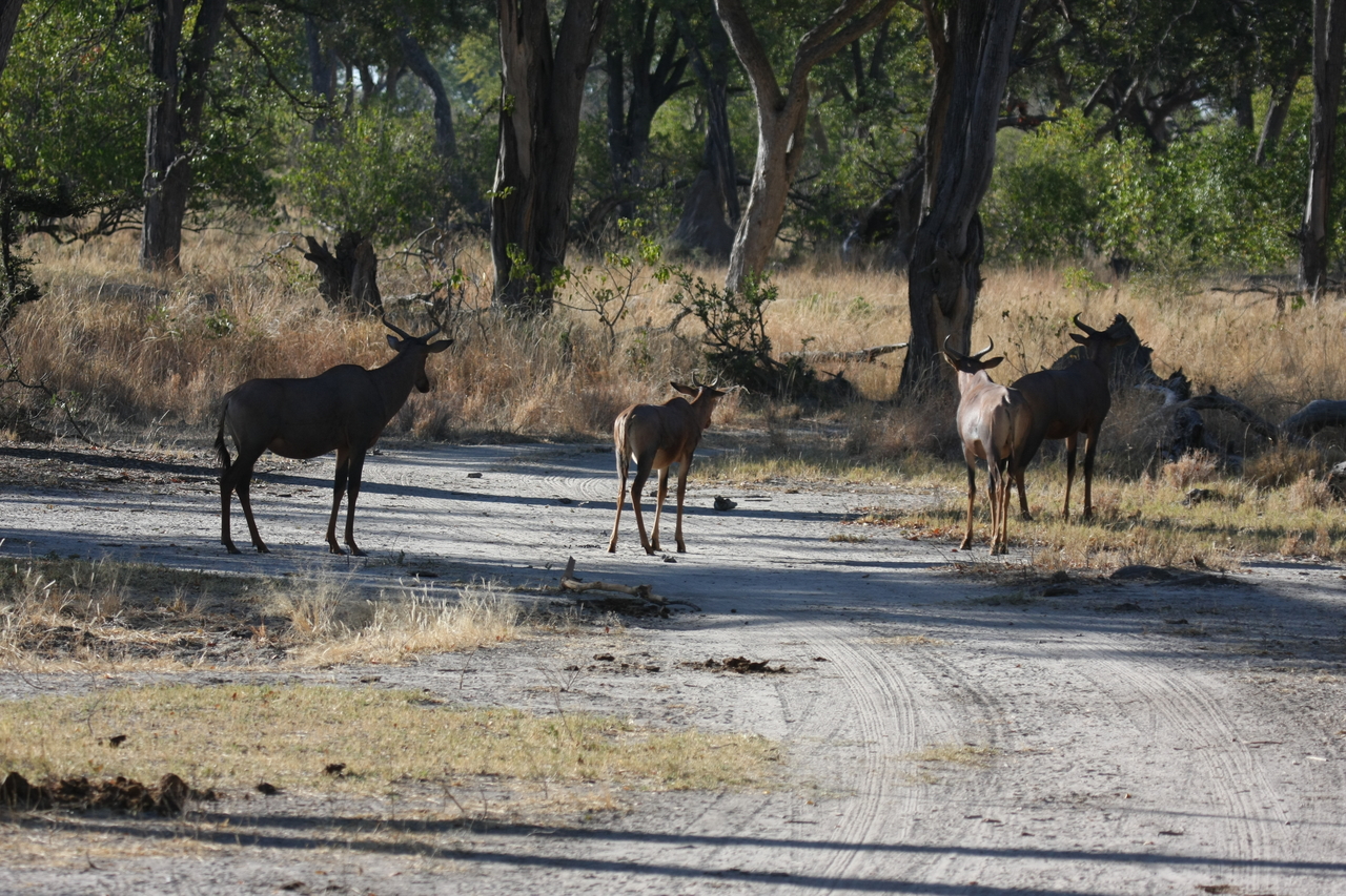 [20747] 2016_06_29_02_53_42_Africa_Canon_EOS_40D_IMG__00468.jpg