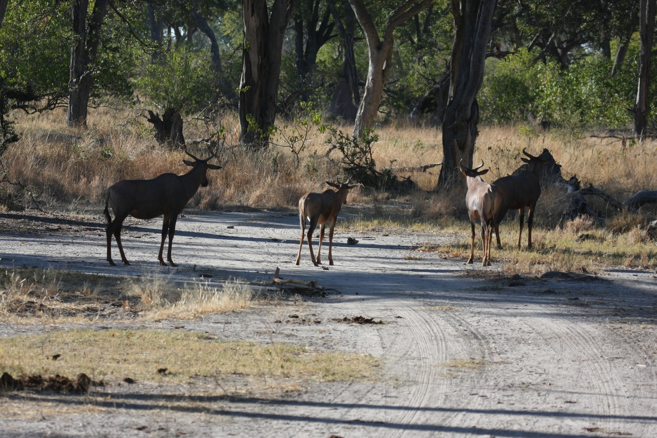 [20748] 2016_06_29_02_53_42_Africa_Canon_EOS_40D_IMG__00469.jpg
