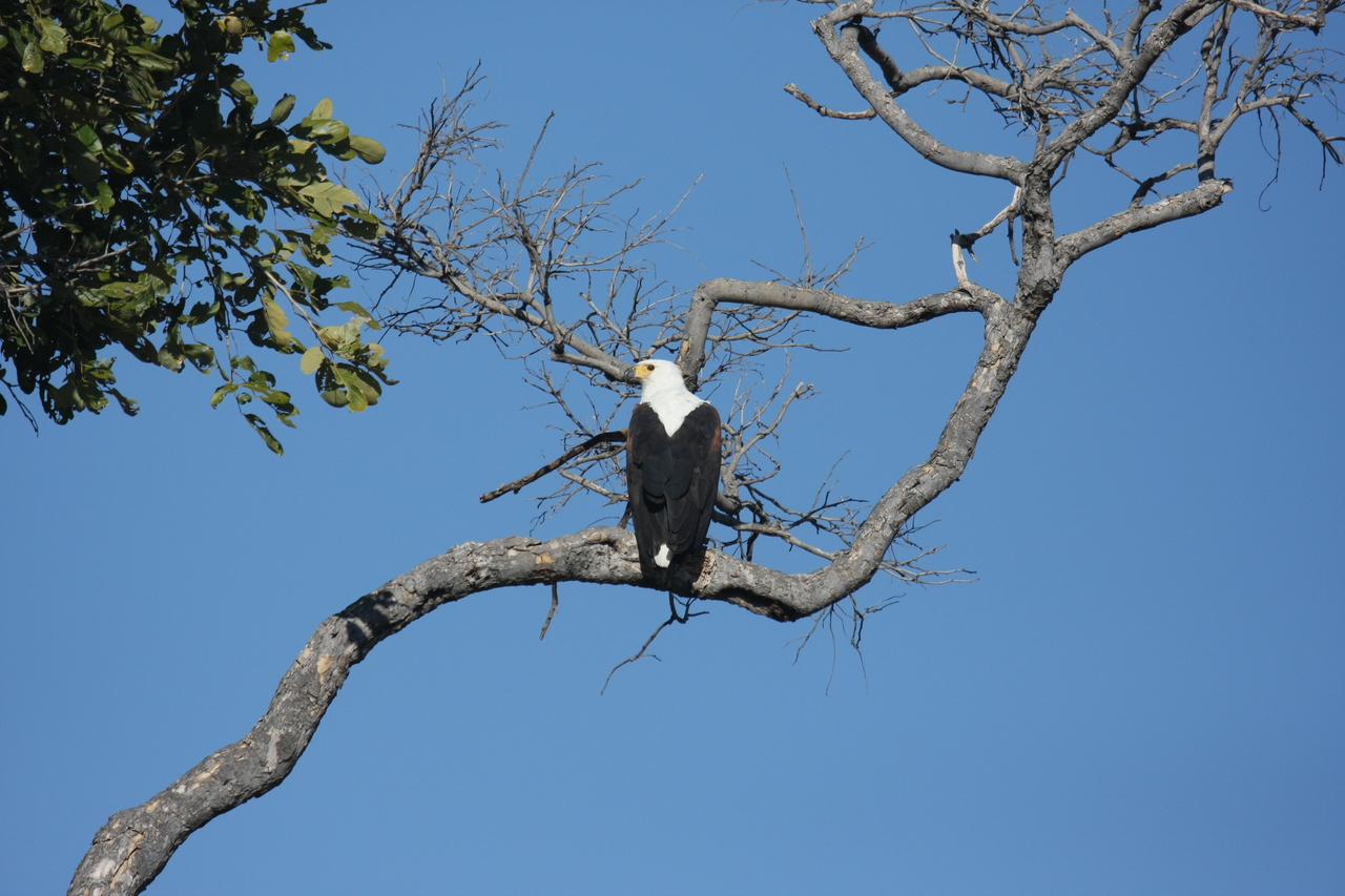 [20758] 2016_06_29_02_59_23_Africa_Canon_EOS_40D_IMG__11160.jpg