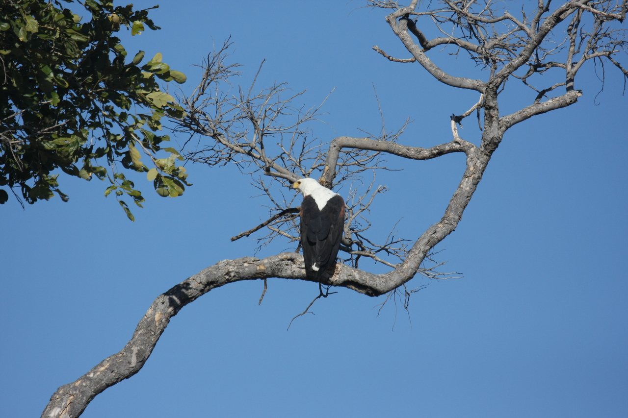 [20766] 2016_06_29_02_59_29_Africa_Canon_EOS_40D_IMG__11162.jpg