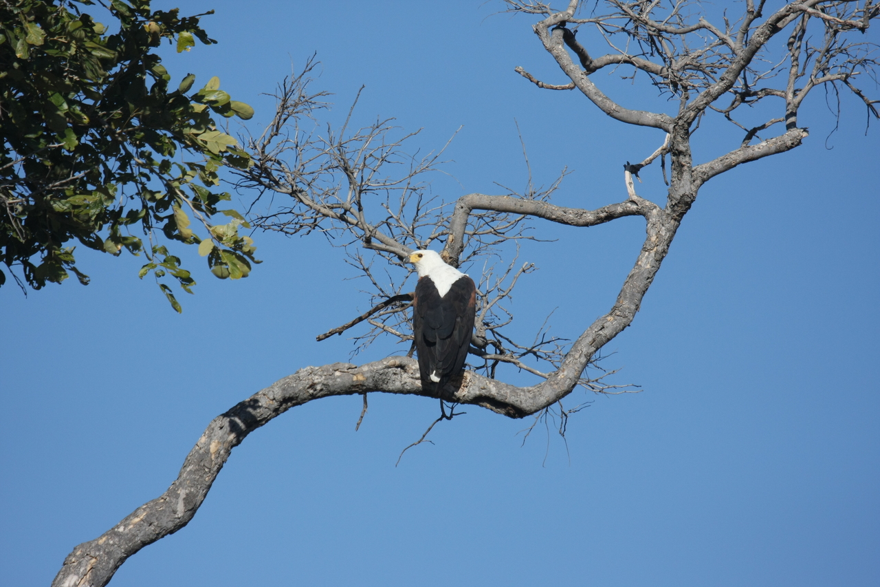 [20767] 2016_06_29_02_59_29_Africa_Canon_EOS_40D_IMG__11164.jpg