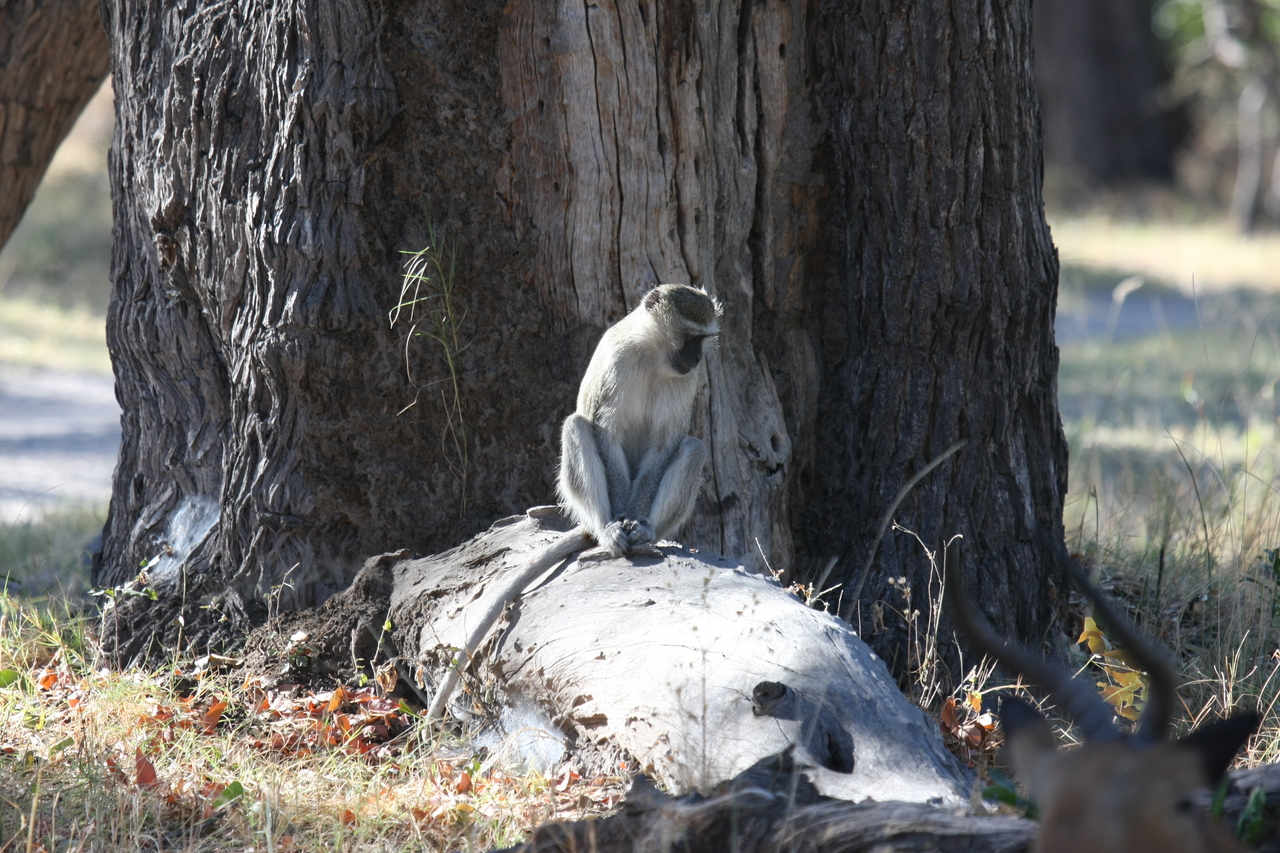 [20771] 2016_06_29_03_06_52_Africa_Canon_EOS_40D_IMG__03718.jpg