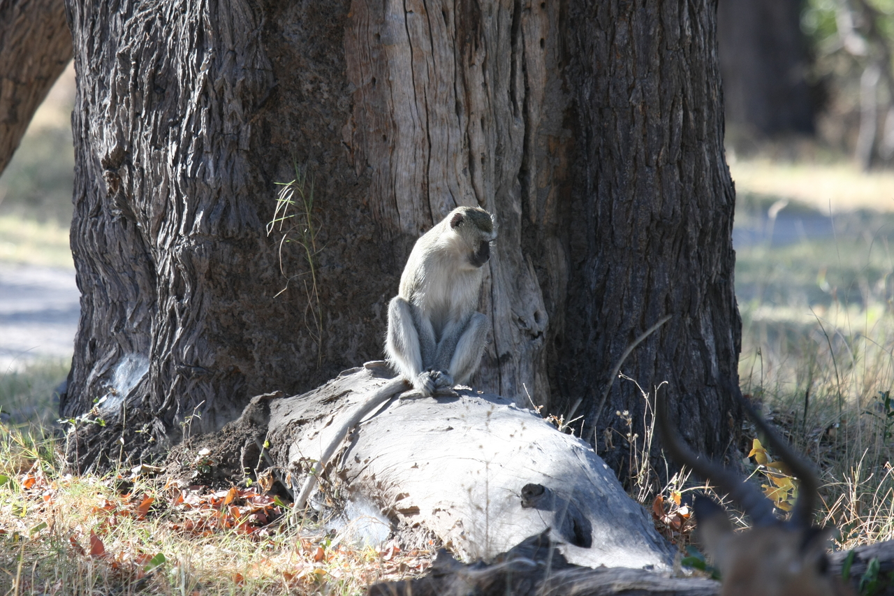 [20776] 2016_06_29_03_06_52_Africa_Canon_EOS_40D_IMG__11167.jpg