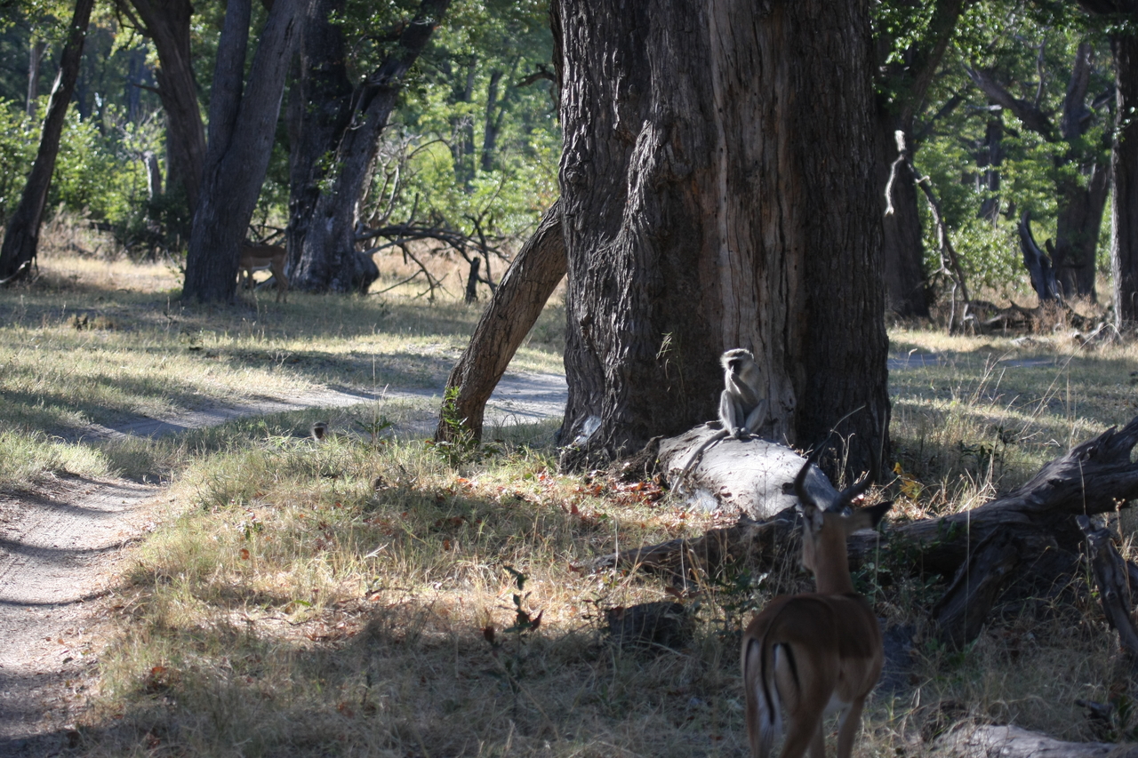 [20781] 2016_06_29_03_07_00_Africa_Canon_EOS_40D_IMG__03722.jpg