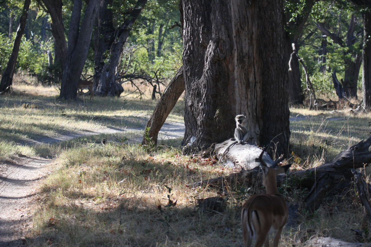 [20782] 2016_06_29_03_07_00_Africa_Canon_EOS_40D_IMG__03723.jpg