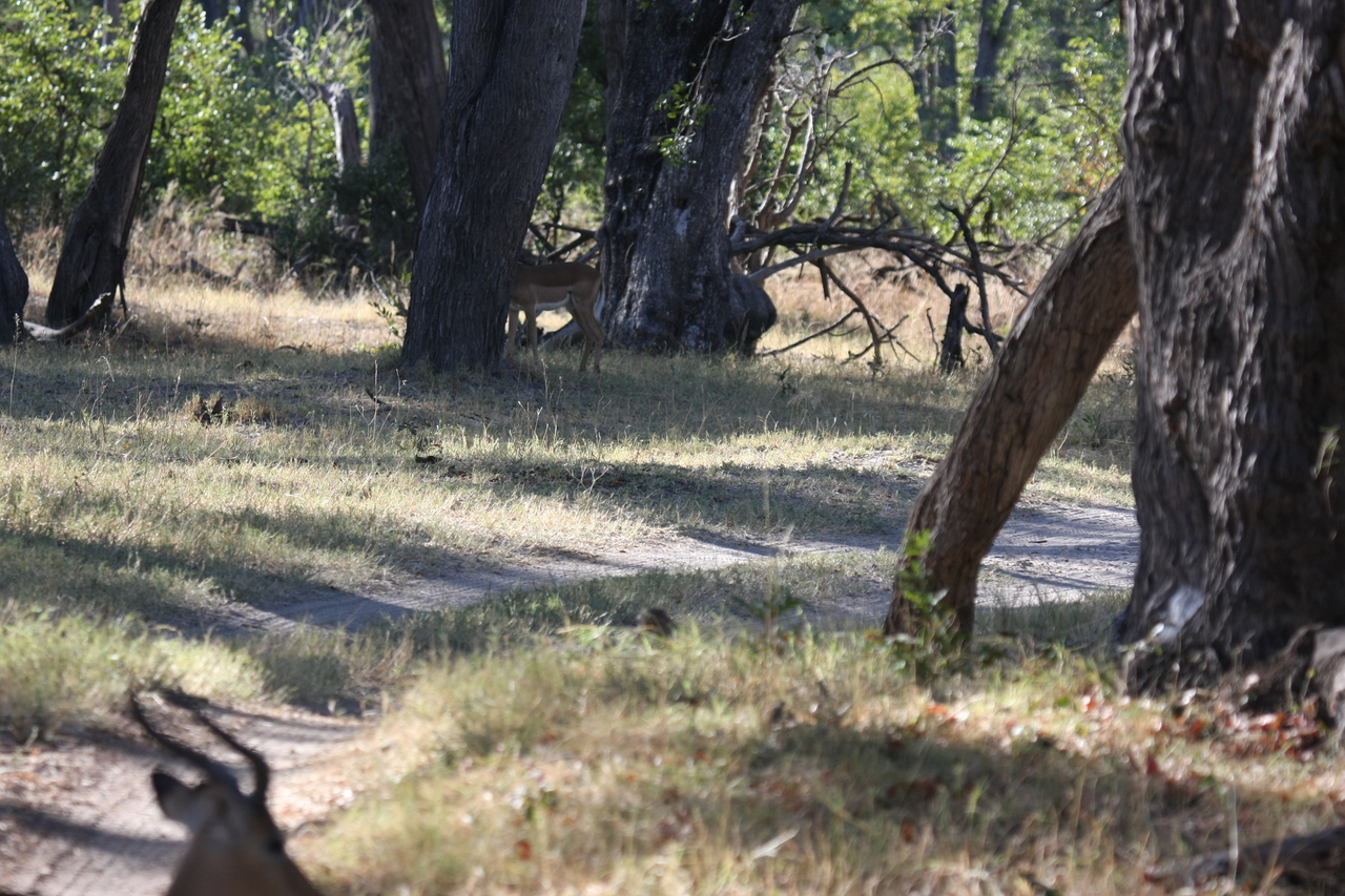 [20787] 2016_06_29_03_07_03_Africa_Canon_EOS_40D_IMG__00483.jpg