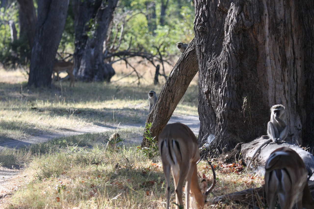 [20800] 2016_06_29_03_07_11_Africa_Canon_EOS_40D_IMG__11173.jpg