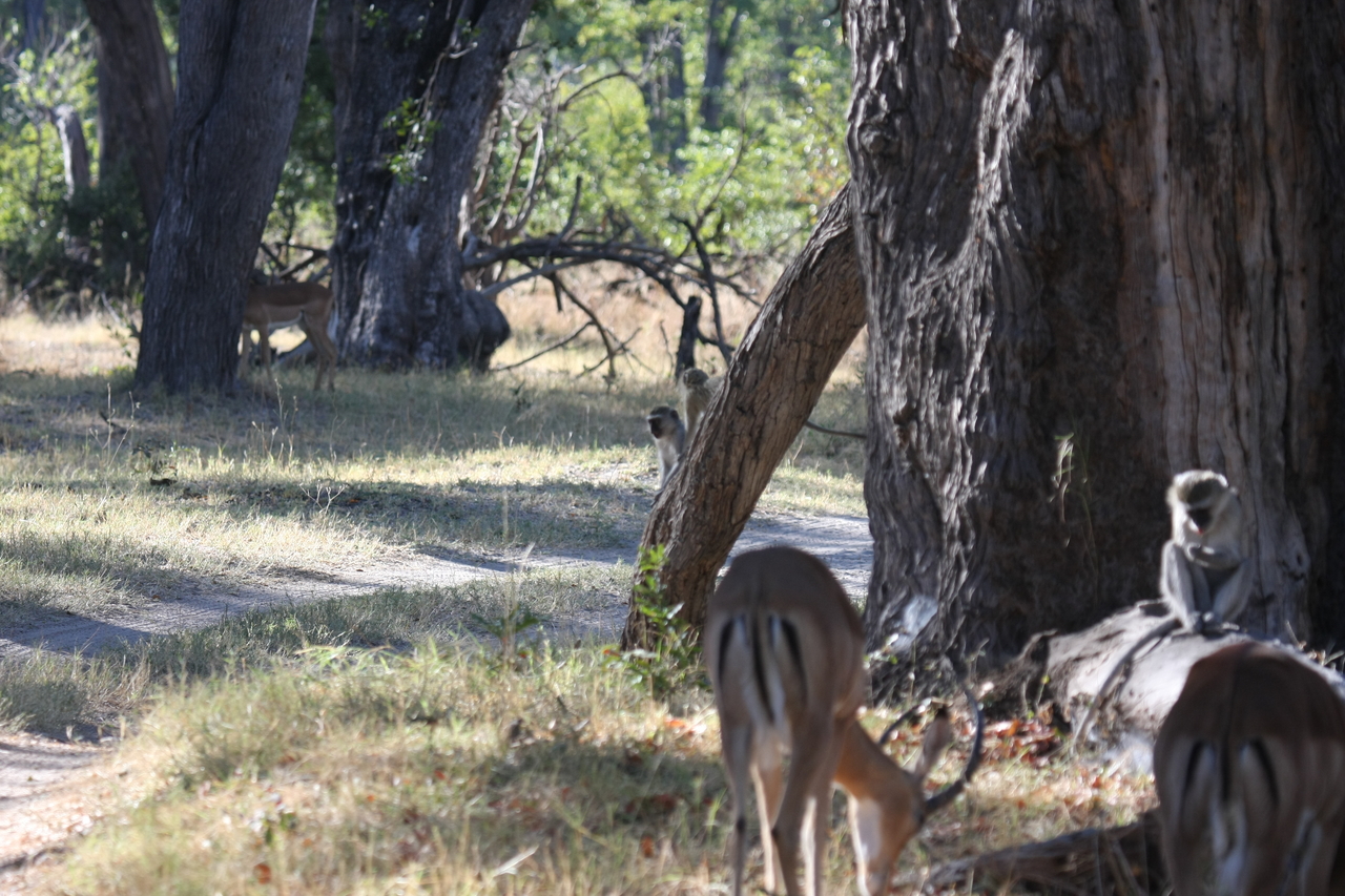 [20803] 2016_06_29_03_07_12_Africa_Canon_EOS_40D_IMG__10695.jpg