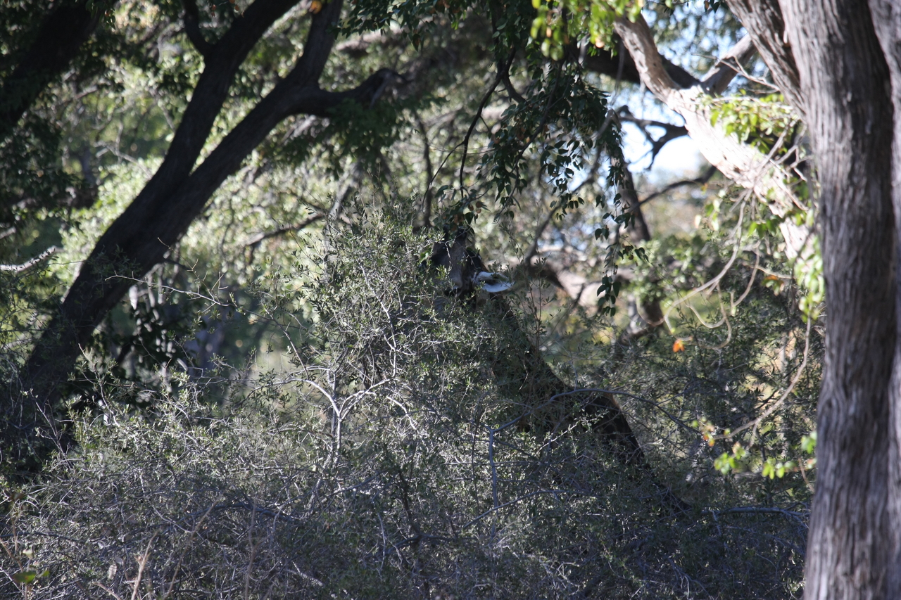 [20817] 2016_06_29_03_07_37_Africa_Canon_EOS_40D_IMG__10699.jpg