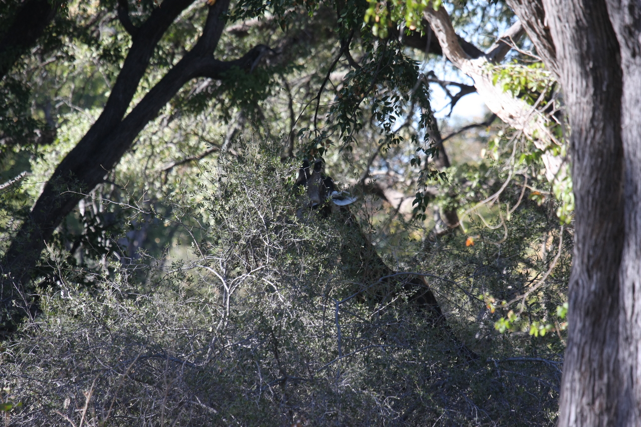 [20819] 2016_06_29_03_07_38_Africa_Canon_EOS_40D_IMG__00012.jpg