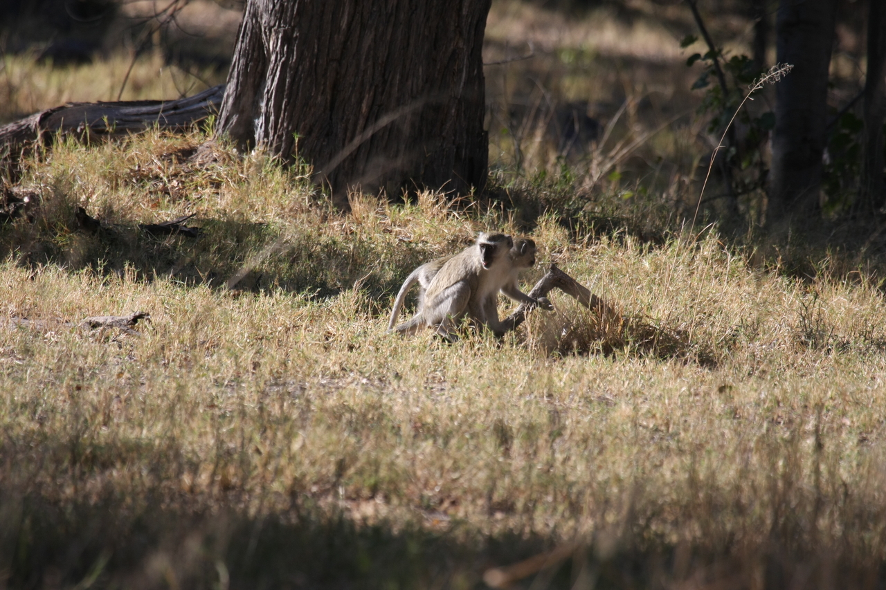 [20827] 2016_06_29_03_08_00_Africa_Canon_EOS_40D_IMG__00017.jpg