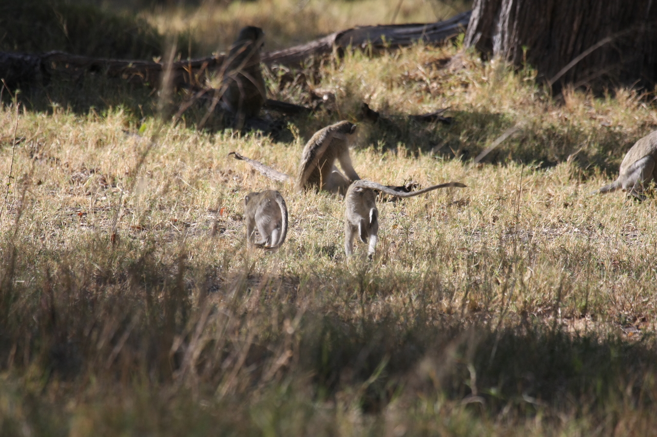 [20835] 2016_06_29_03_08_09_Africa_Canon_EOS_40D_IMG__00019.jpg