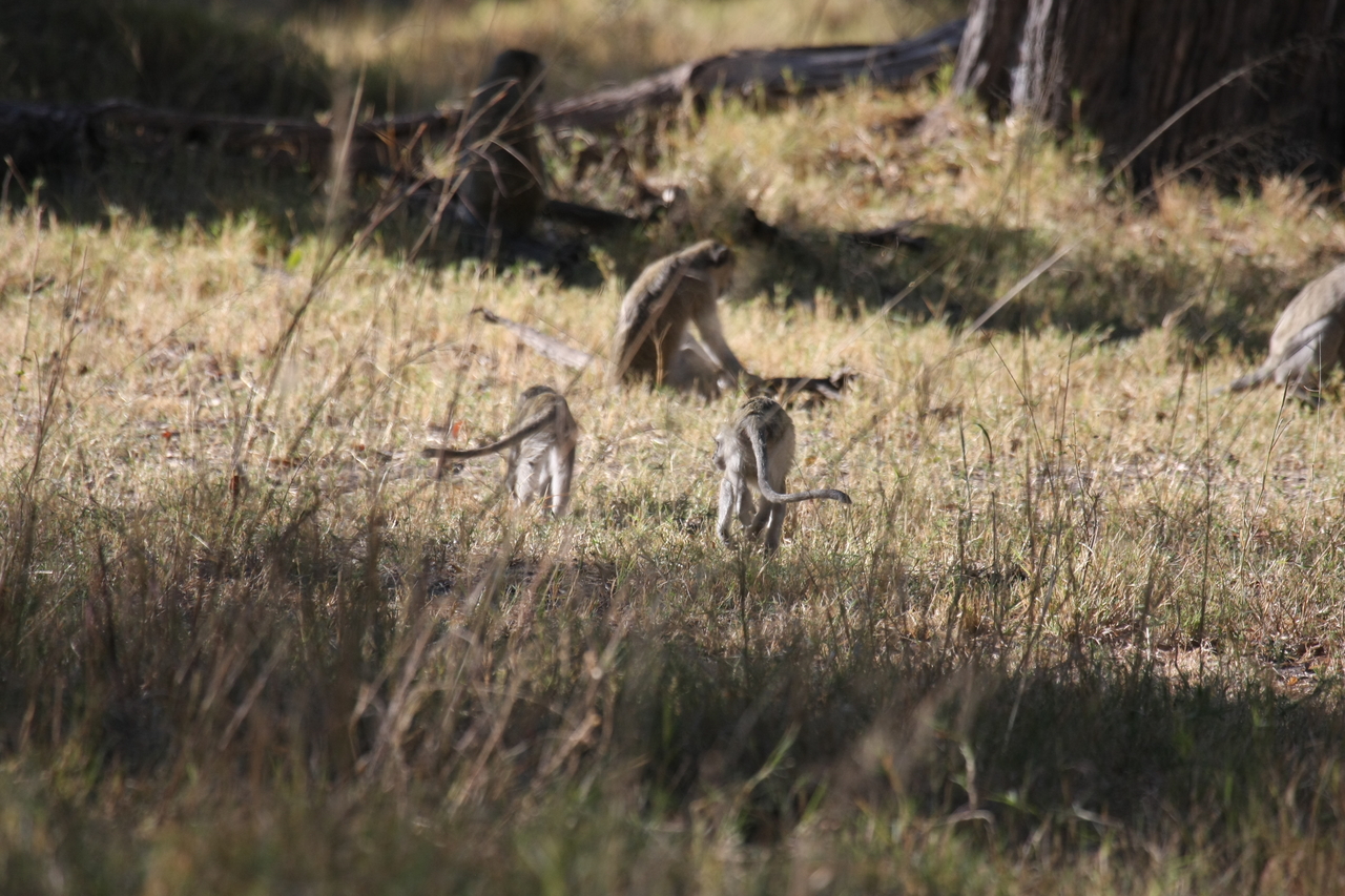 [20837] 2016_06_29_03_08_09_Africa_Canon_EOS_40D_IMG__03260.jpg