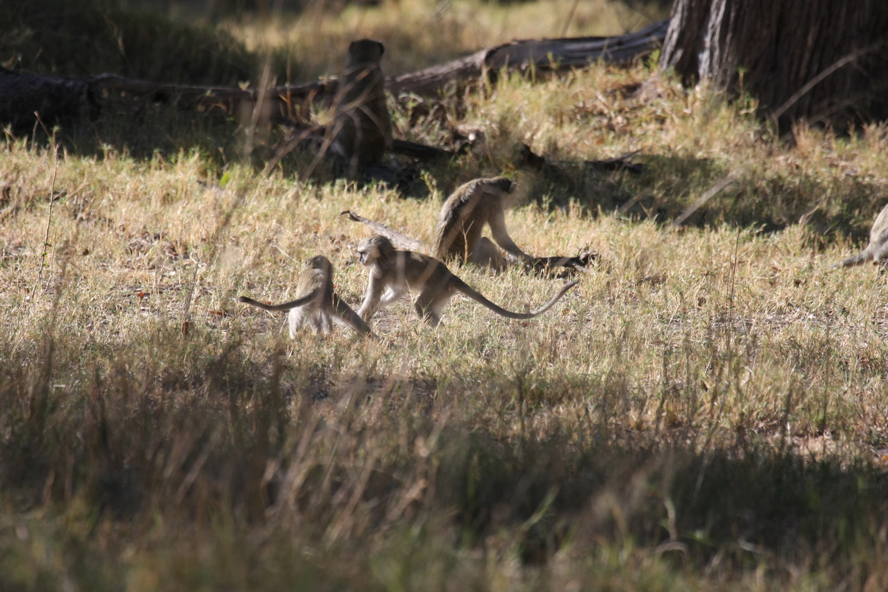 [20844] 2016_06_29_03_08_10_Africa_Canon_EOS_40D_IMG__00022.jpg