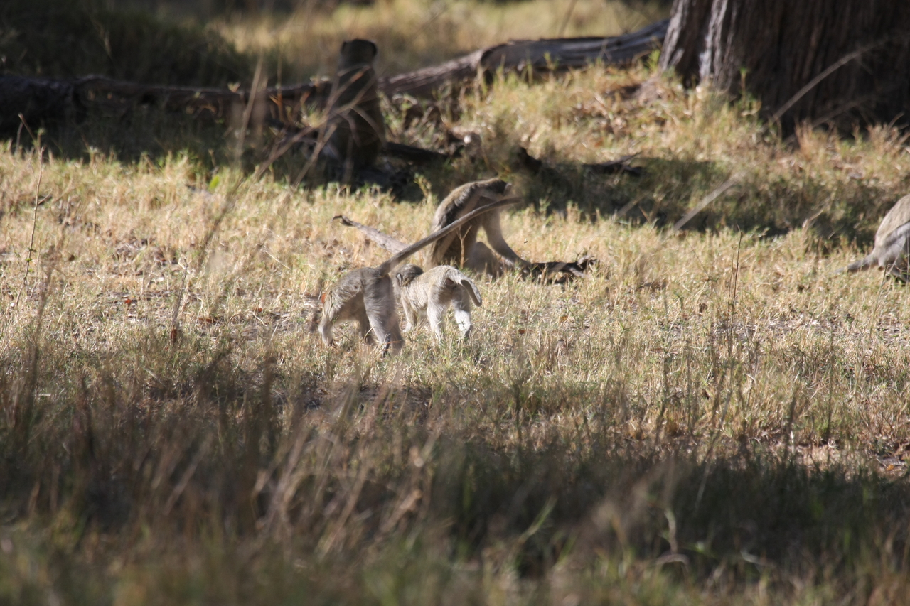 [20847] 2016_06_29_03_08_10_Africa_Canon_EOS_40D_IMG__10710.jpg