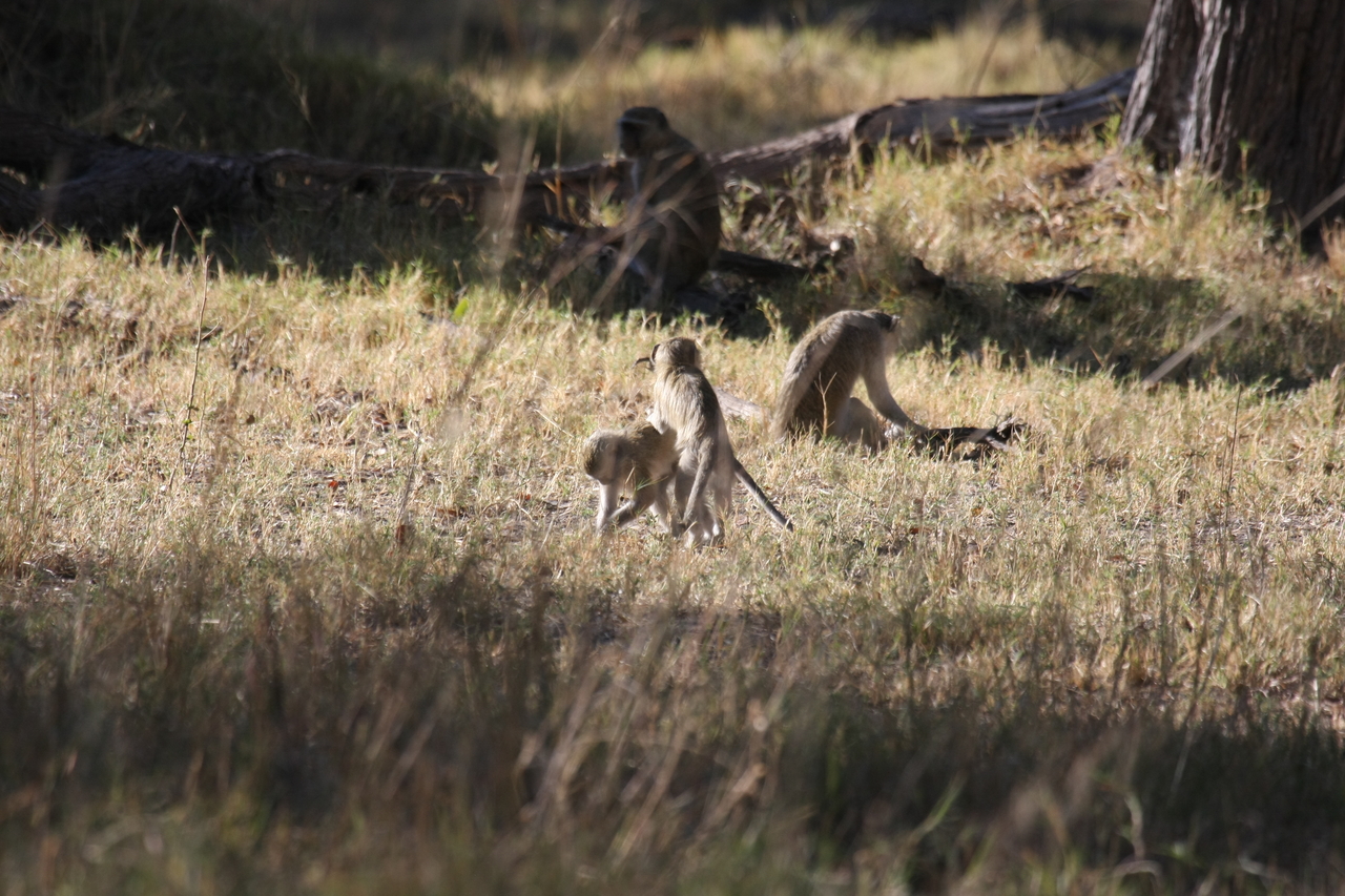 [20856] 2016_06_29_03_08_14_Africa_Canon_EOS_40D_IMG__10713.jpg