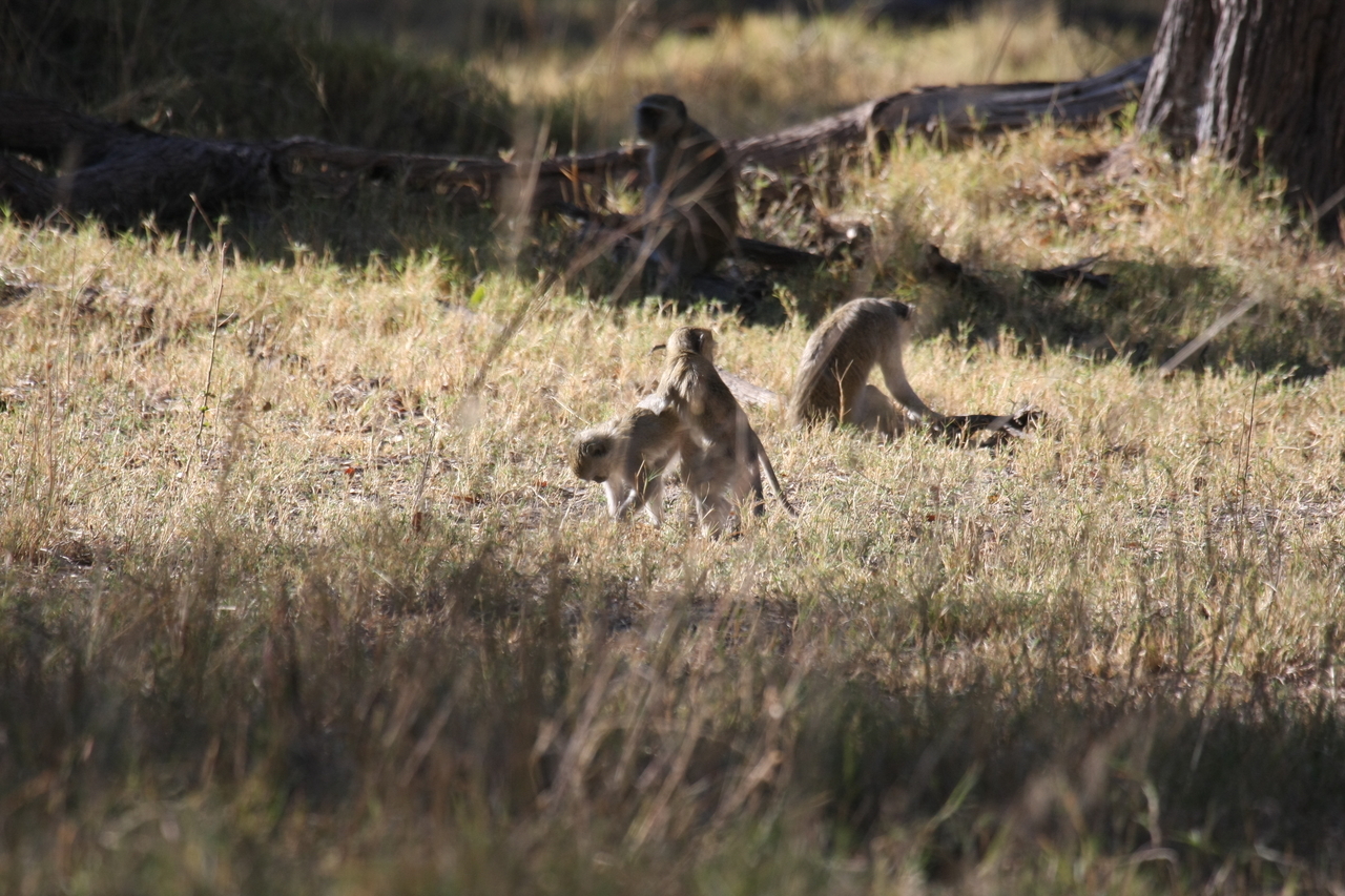 [20858] 2016_06_29_03_08_15_Africa_Canon_EOS_40D_IMG__00027.jpg