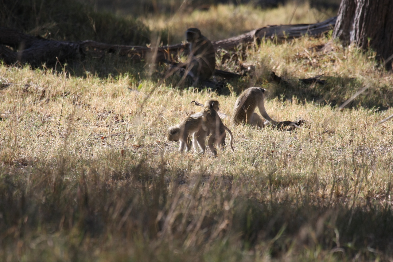 [20866] 2016_06_29_03_08_15_Africa_Canon_EOS_40D_IMG__10718.jpg