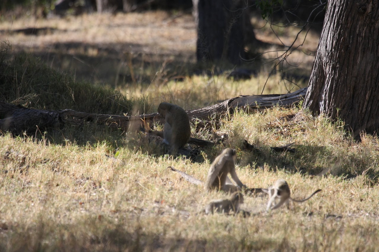 [20878] 2016_06_29_03_08_21_Africa_Canon_EOS_40D_IMG__10722.jpg