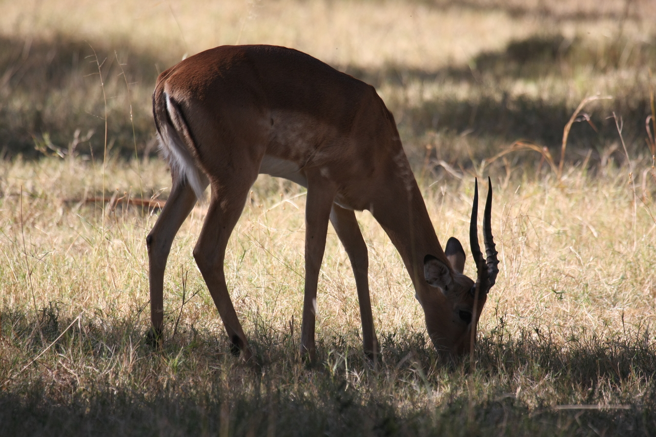 [20883] 2016_06_29_03_08_47_Africa_Canon_EOS_40D_IMG__10723.jpg